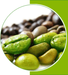 green-coffee-bean-extract