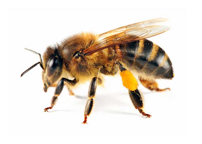 Honey Bee Facial Mask