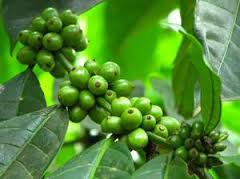 green coffee bean