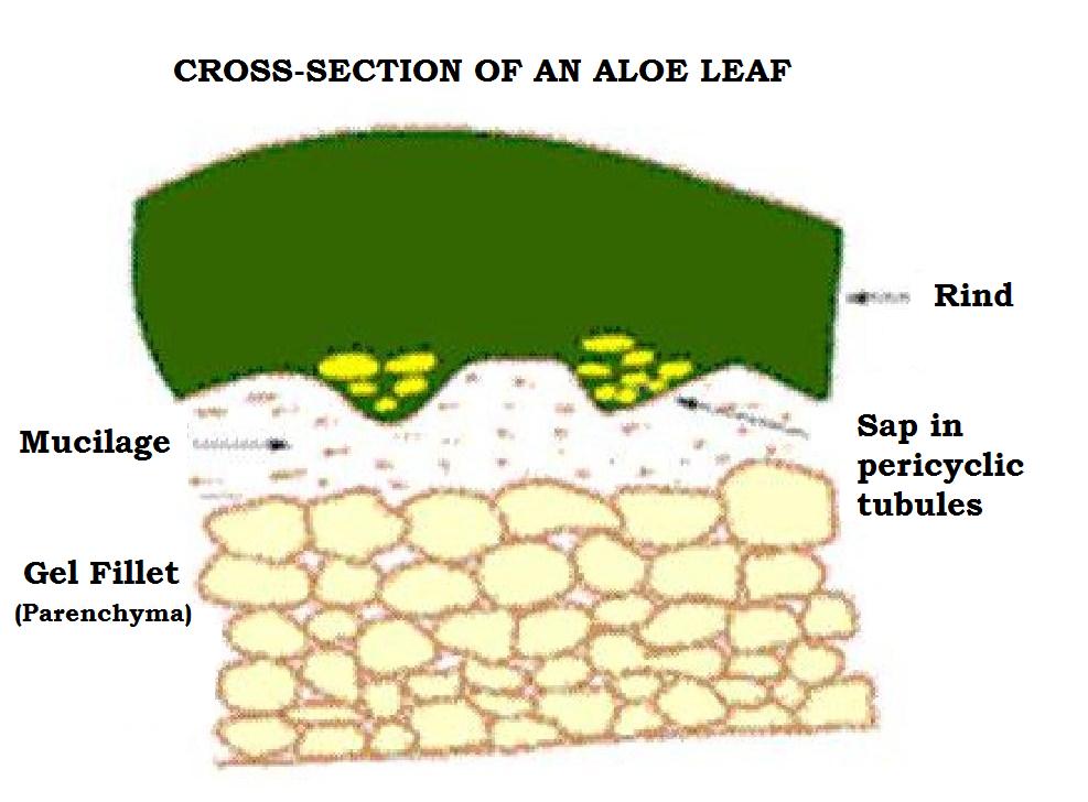 ALoe-Leaf cross-section