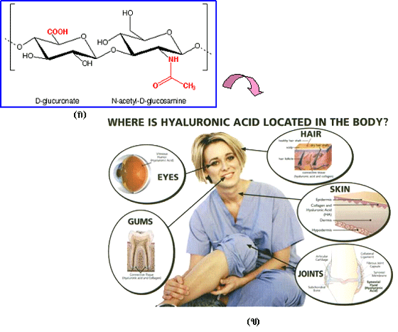 Hyaluronic Acid Location
