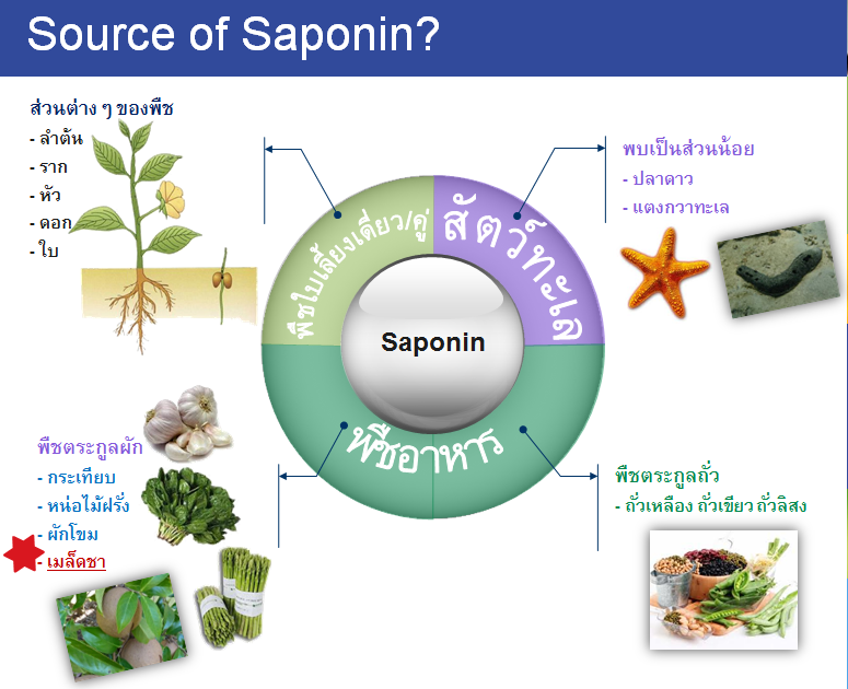 Source of Saponin