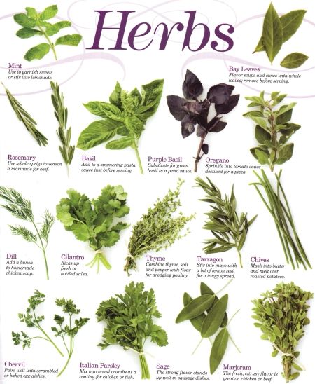 Herbs พืชสมุนไพร
