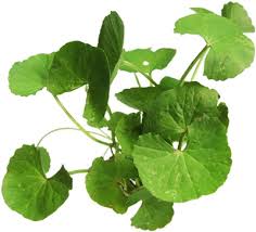 green leaf anti colon cancer