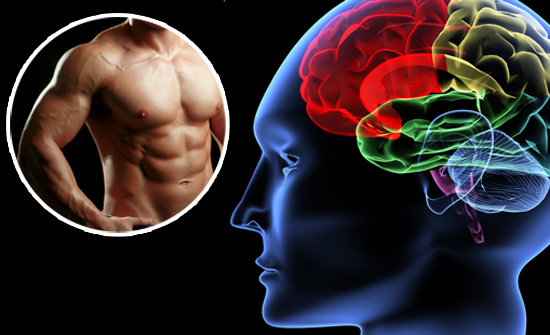 brain function and muscle build