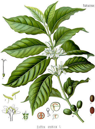 green-coffee-arabica