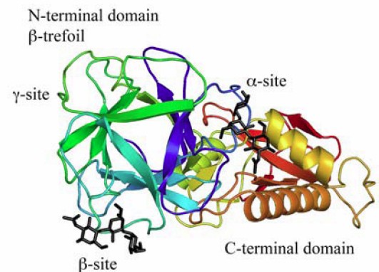 lectin structure