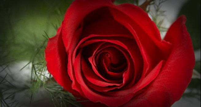 valentine's roses 1