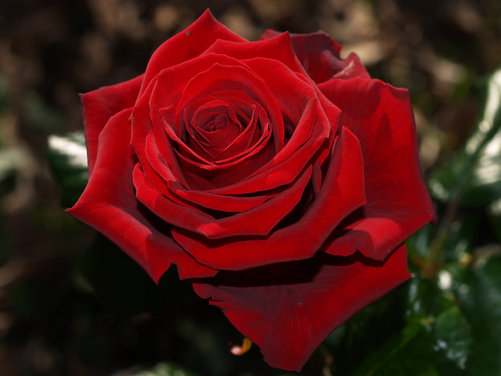 valentine's roses 4