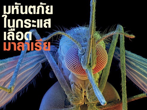 ไวอากร้า ป้องกันมาลาเรีย1